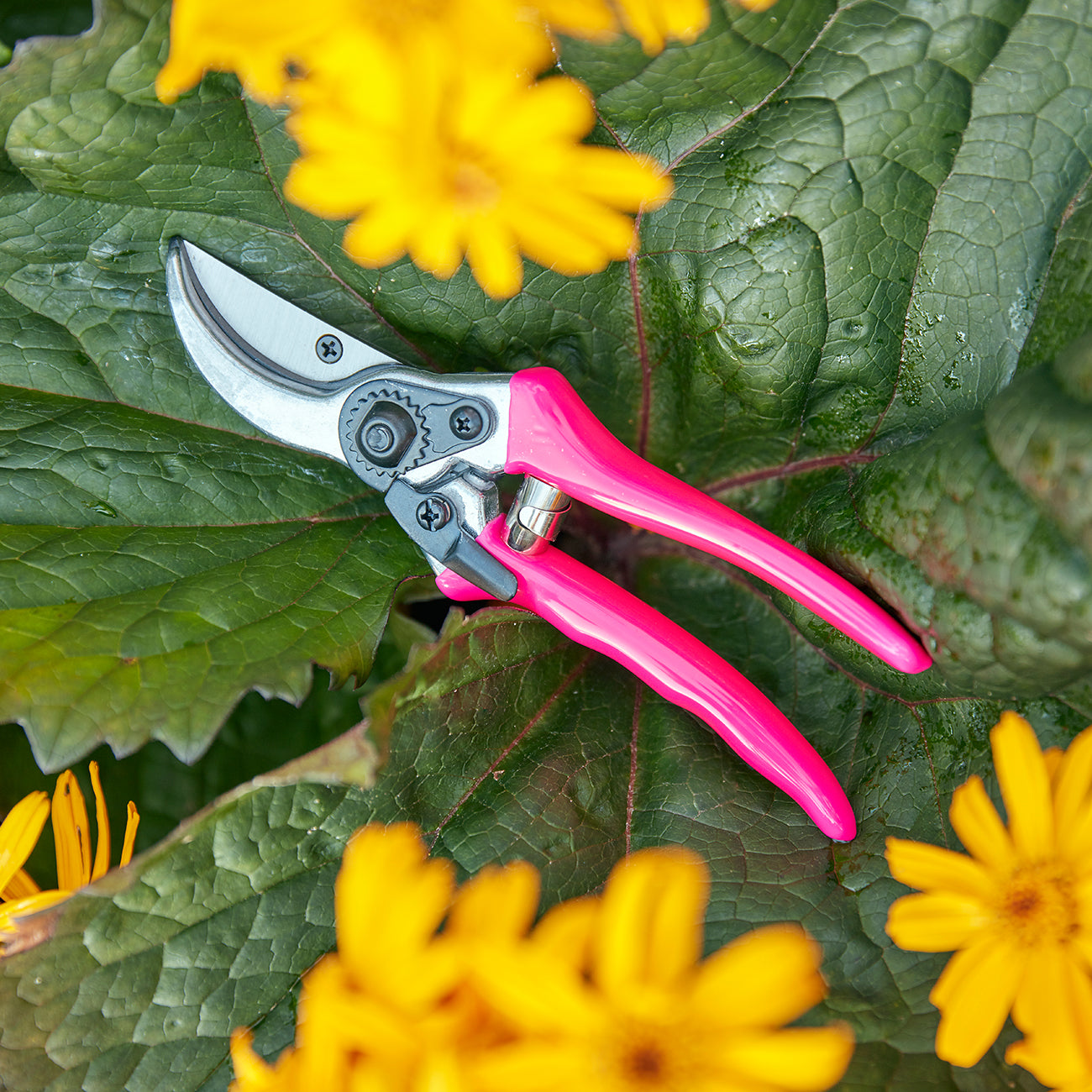 Pink Fluorescent Bypass Secateurs for Precision Garden Pruning and Cutting