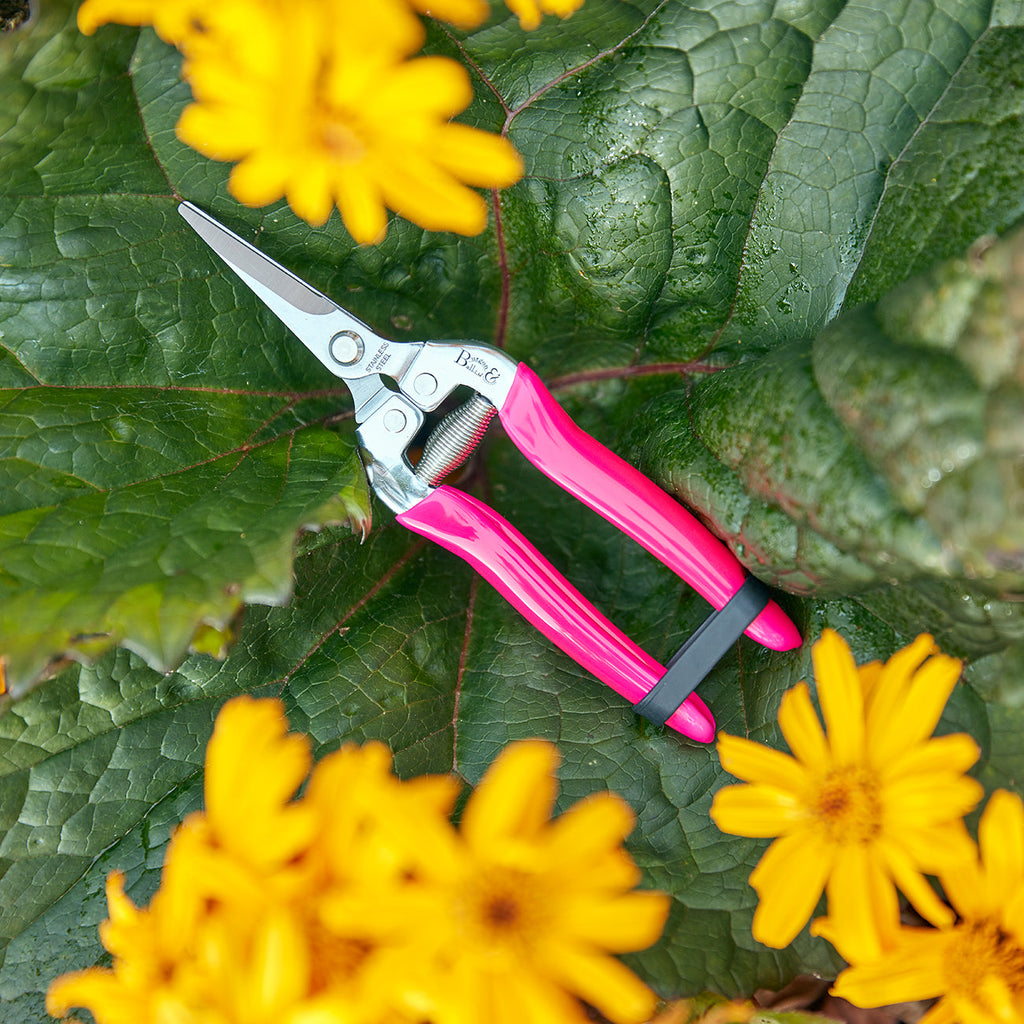 Pink Fluorescent Flower and Fruit Snip with Scissor Action Hardened Steel Blade