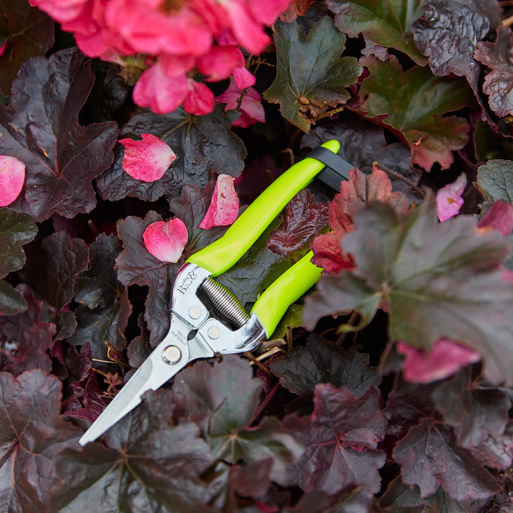 Yellow Flower & Fruit Snip RHS Endorsed