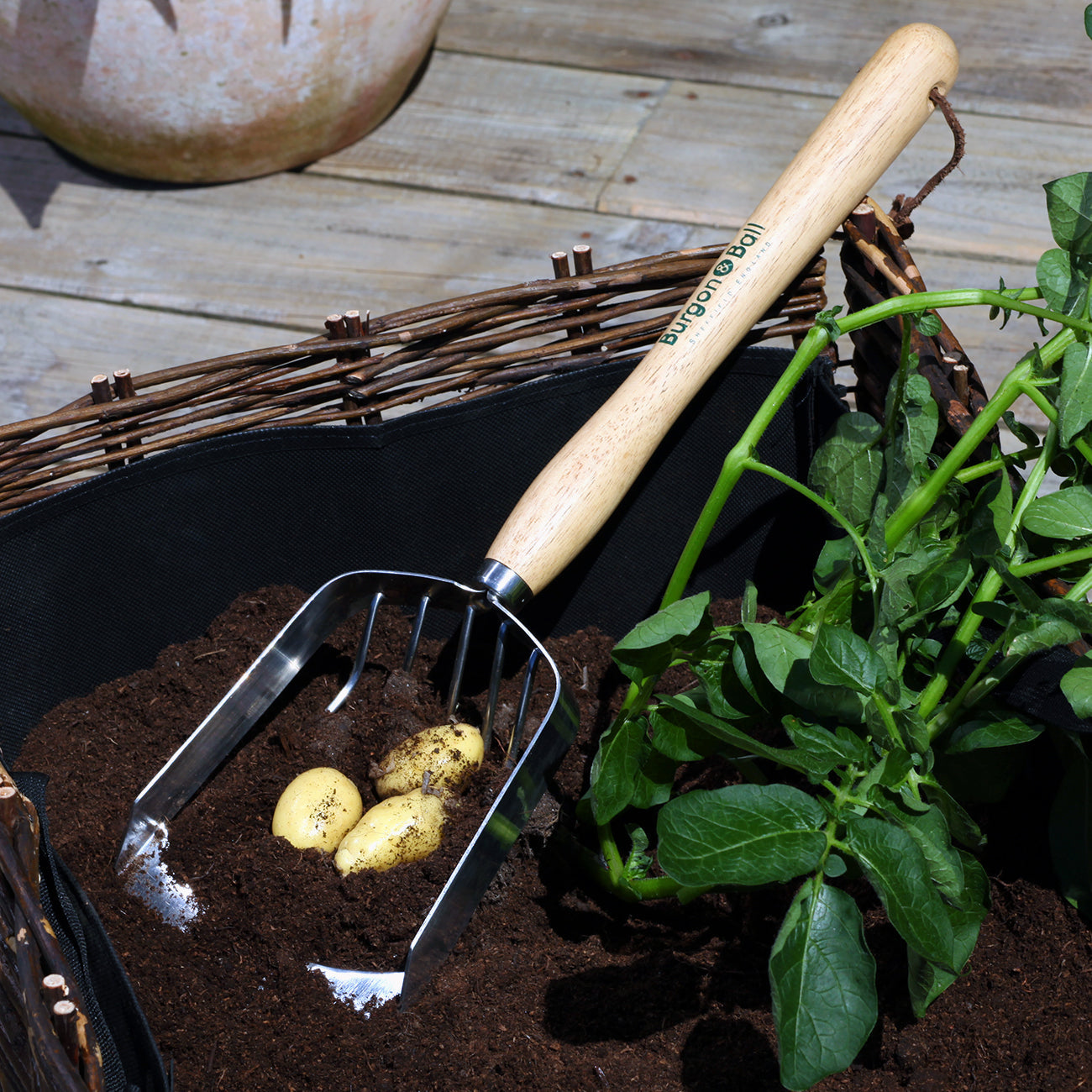 Stainless Steel Mid Handle Potato Harvesting Scoop for Container Garden