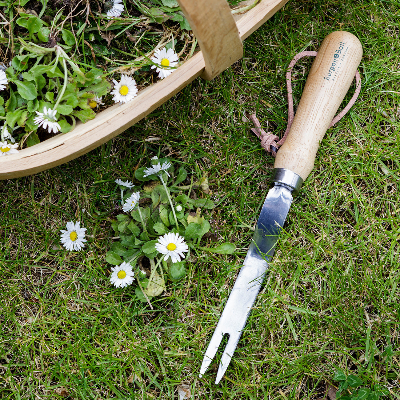 Stainless Steel Daisy Grubber Weeding Tool with Hardwood Handle