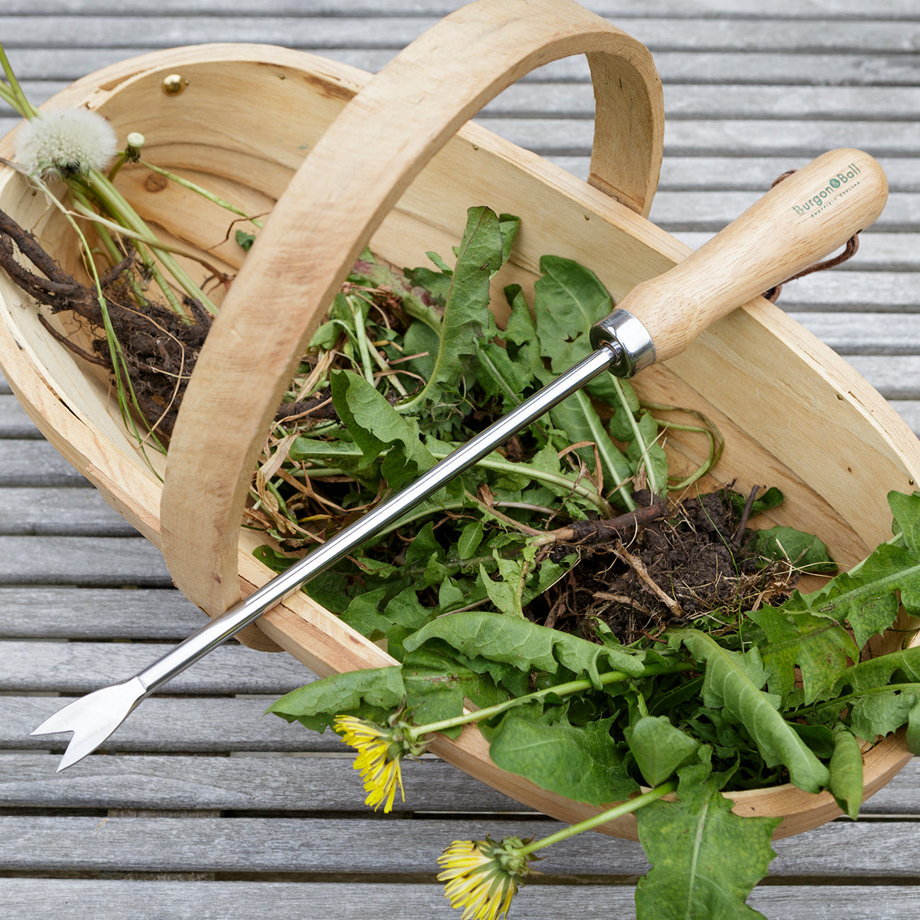 Stainless Steel Dandelion Weeder with FSC Hardwood Handle and Leather Cord