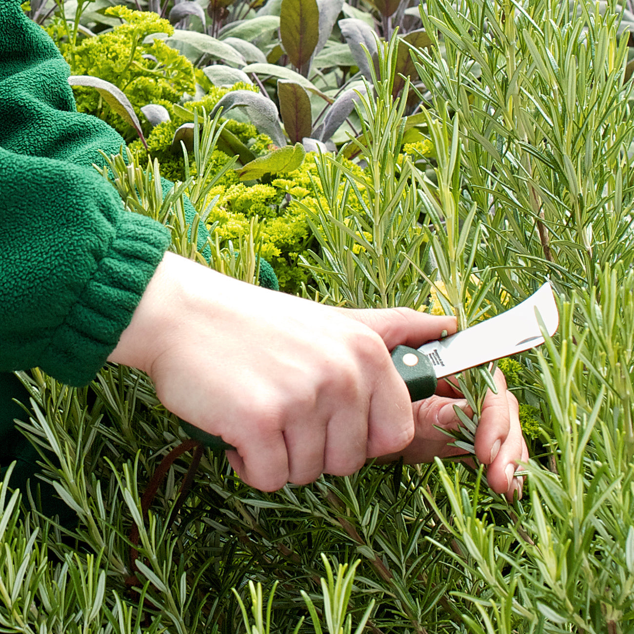 Stainless Folding Pocket Knife for Garden Cutting and Pruning