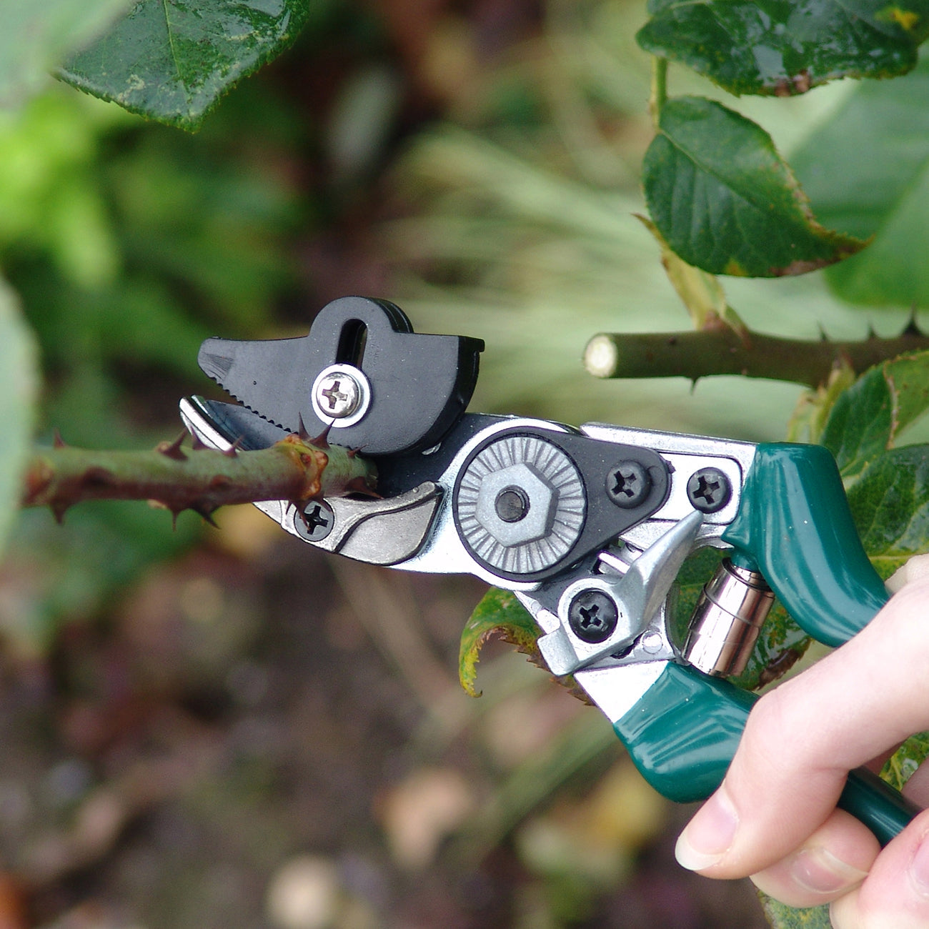 Bypass Rose Pruner Cut and Hold Secateur Green Handle Garden Tool