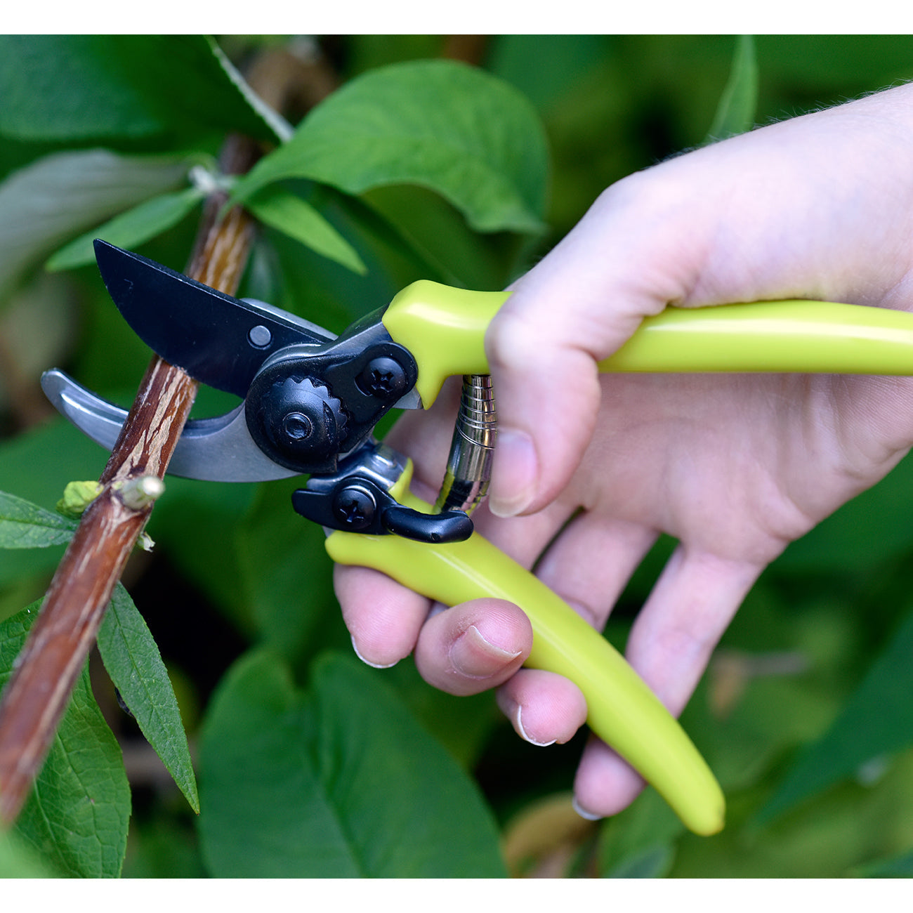 Micro Secateur Green Handle Bypass Action Pruning Shears