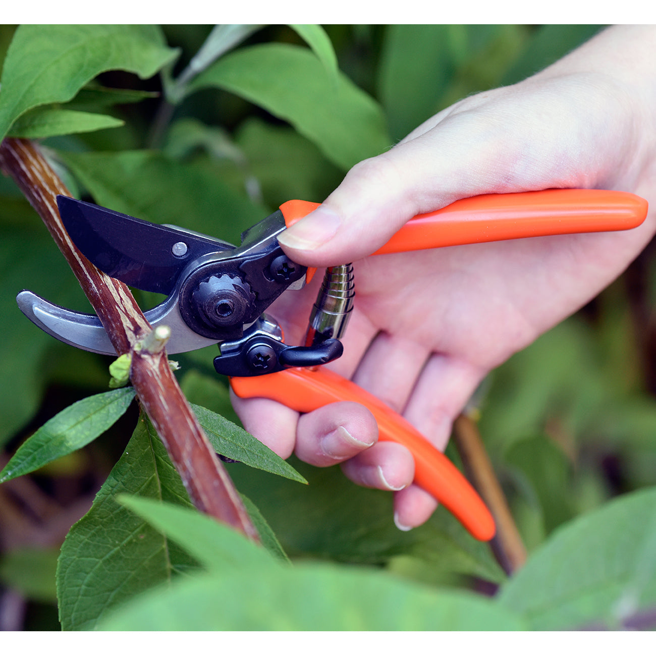Micro Secateur Terracotta Handle Bypass Action Pruning Tool