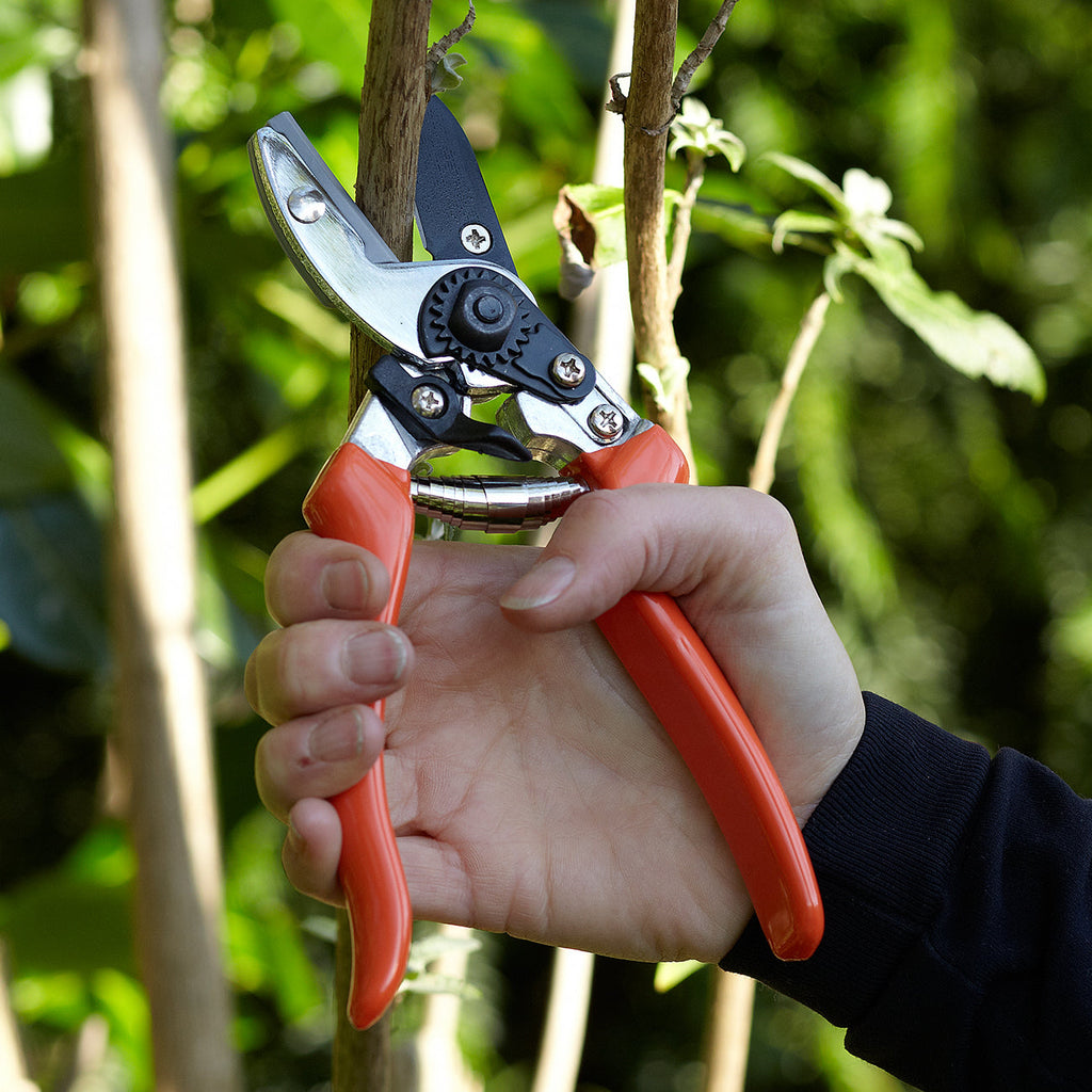 Anvil Secateur with Terracotta Handle