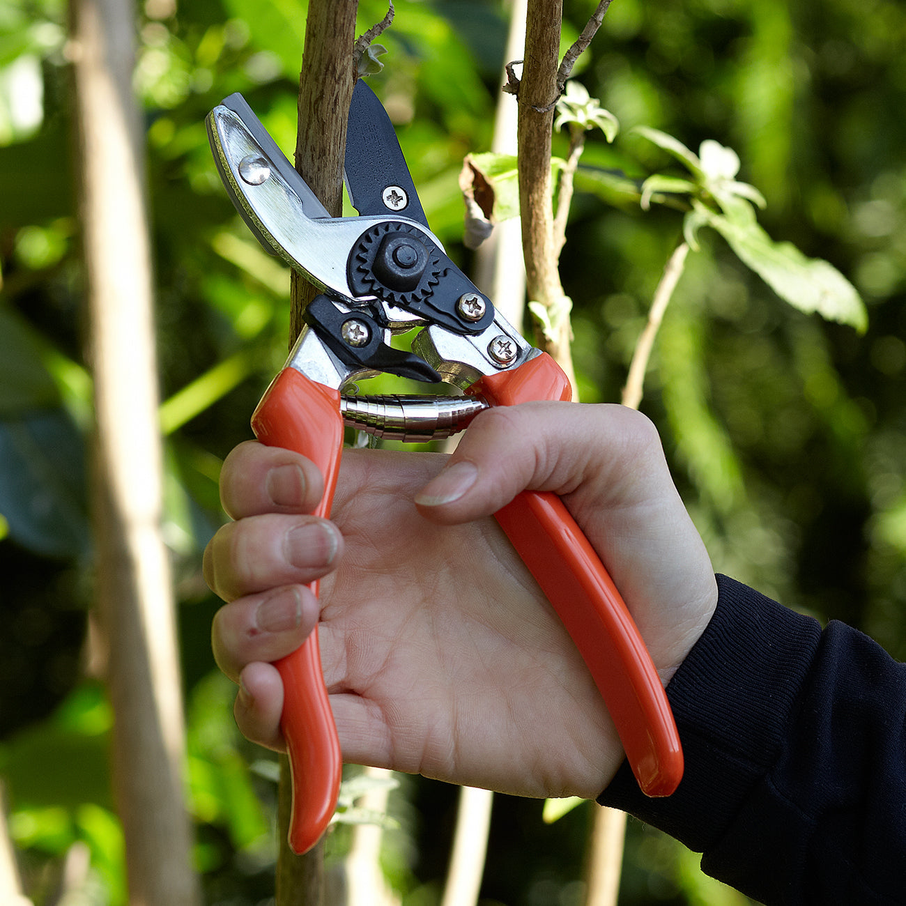 Anvil Secateur with Terracotta Handle