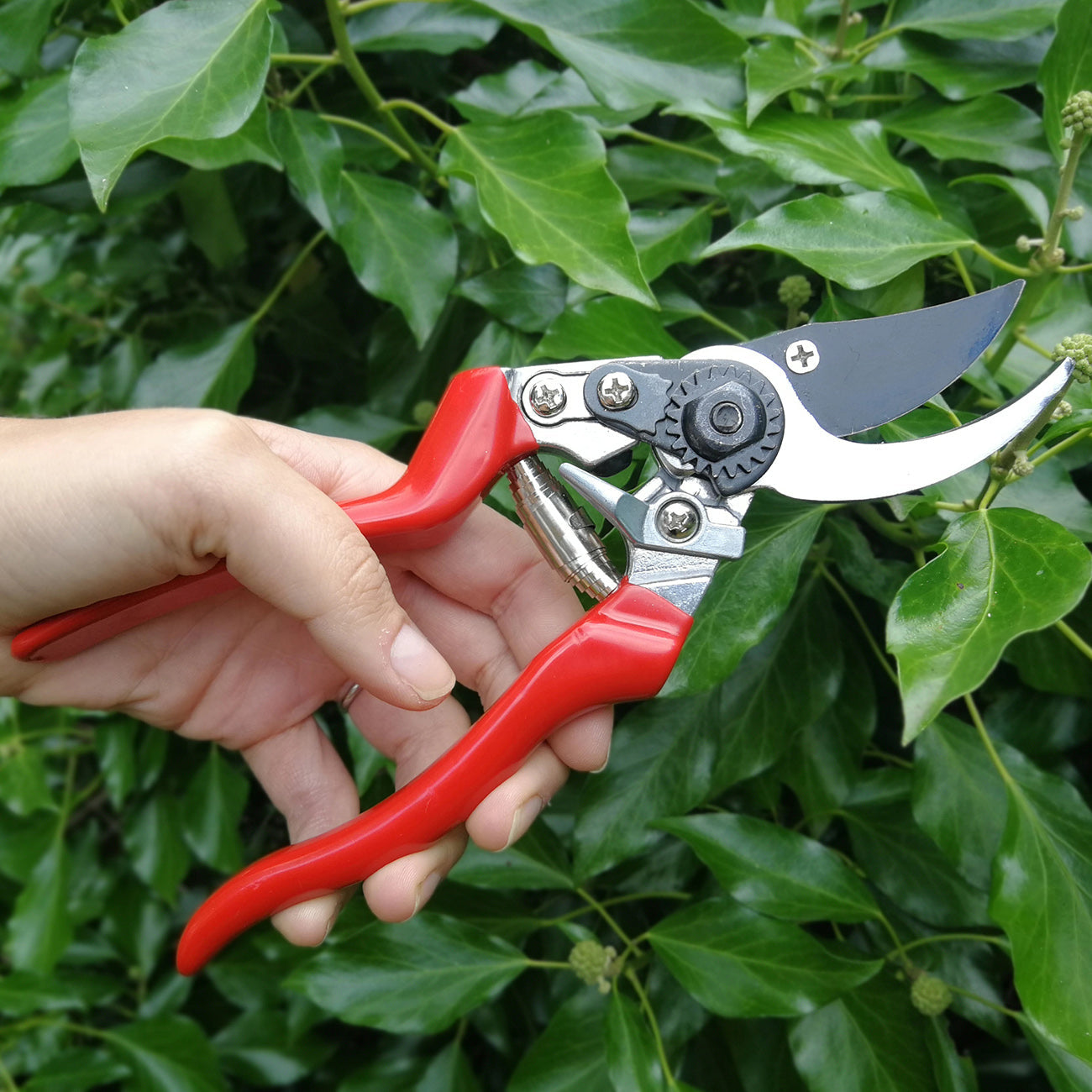 Left-handed Bypass Secateurs for Gardening